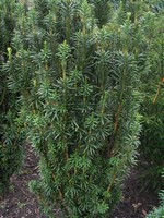 Photos Cephalotaxus harringtonia