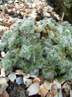Photos Cerastium alpinum ssp. lanatum