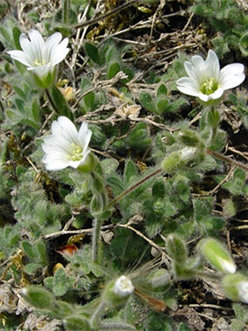 Photos Cerastium biebersteinii - Snow in summer