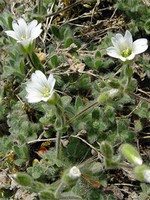 Photos Cerastium biebersteinii
