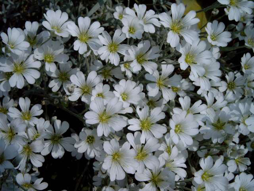 Photos Cerastium tomentosum - Snow in summer