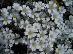 Photos Cerastium tomentosum