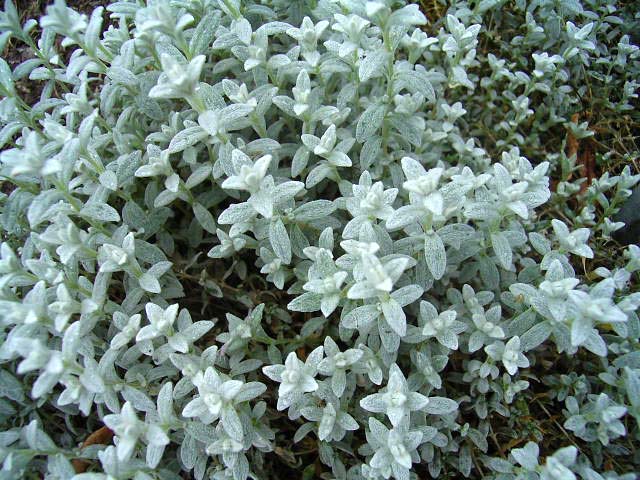 Photos Cerastium tomentosum - Snow in summer
