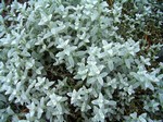 Photos Cerastium tomentosum