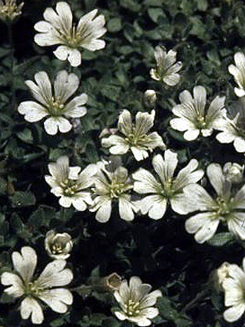 Photos Cerastium uniflorum - Snow in summer