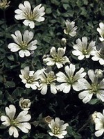 Photos Cerastium uniflorum