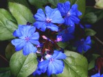 Plumbago larpentiae - Bleiwurz