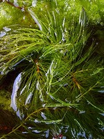 Photos Ceratophyllum submersum