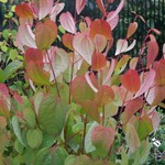 Cercidiphyllum japonicum - Kuchenbaum, Katsurabaum