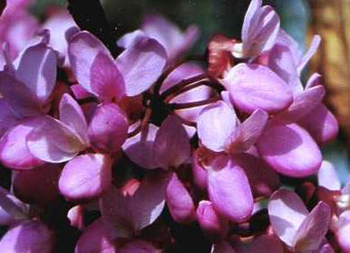 Photos Cercis siliquastrum - Judas-tree