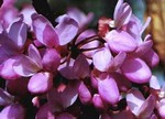 Cercis siliquastrum - Gemeiner Judasbaum, Herzbaum
