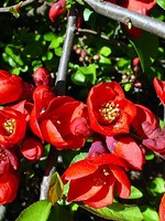 Photos Chaenomeles japonica