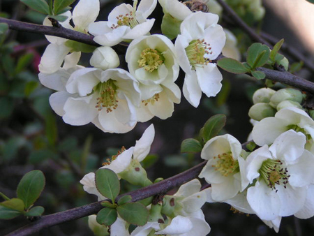 Photos Chaenomeles x speciosa - Flowering quince