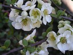 Chaenomeles x speciosa - Zierquitte Nivalis