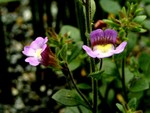 Photos Chaenarrhinum origanifolium