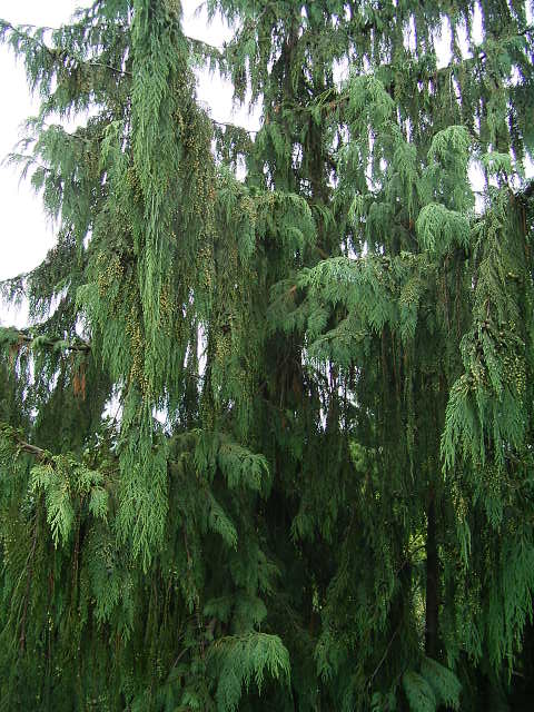 Photos Chamaecyparis nootkatensis - Port Orford cedar