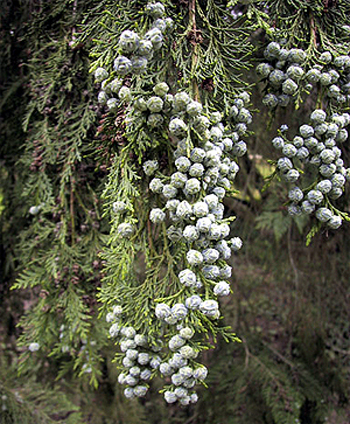Fotos Chamaecyparis lawsoniana