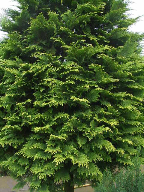Photos Chamaecyparis lawsoniana - Port Orford cedar
