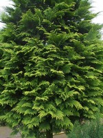 Photos Chamaecyparis lawsoniana