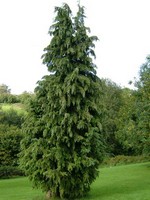 Photos Chamaecyparis lawsoniana