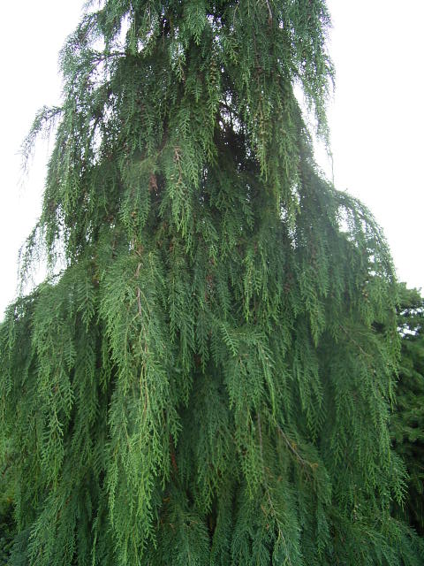 Photos Chamaecyparis lawsoniana - Port Orford cedar