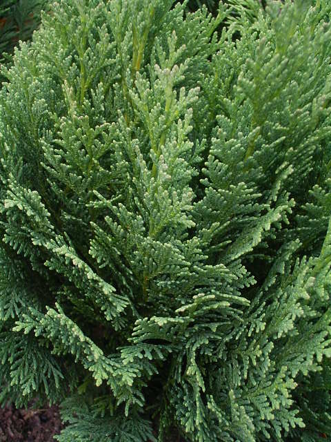 Photos Chamaecyparis lawsoniana - Port Orford cedar