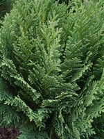 Photos Chamaecyparis lawsoniana