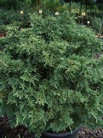 Photos Chamaecyparis lawsoniana