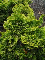 Photos Chamaecyparis obtusa