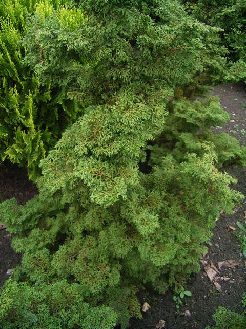 Photos Chamaecyparis obtusa - Hinoki false cypress
