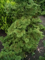 Photos Chamaecyparis obtusa