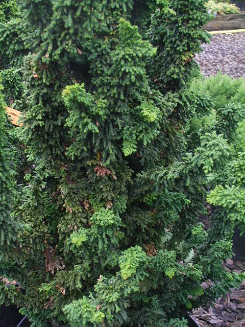 Photos Chamaecyparis obtusa - Hinoki false cypress