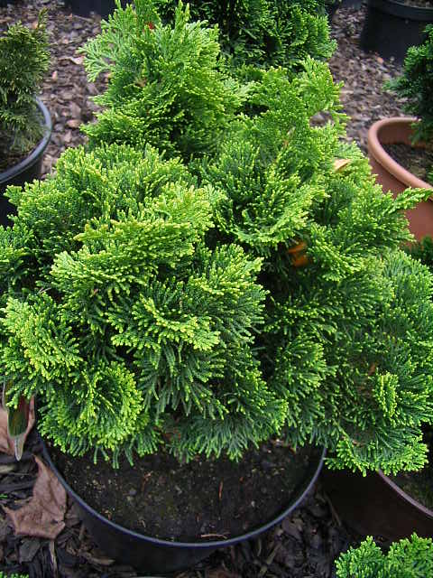 Photos Chamaecyparis obtusa - Hinoki false cypress