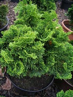 Photos Chamaecyparis obtusa