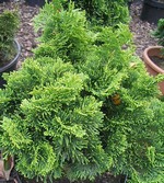 Photos Chamaecyparis obtusa - Hinoki false cypress