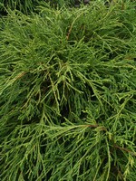 Photos Chamaecyparis pisifera