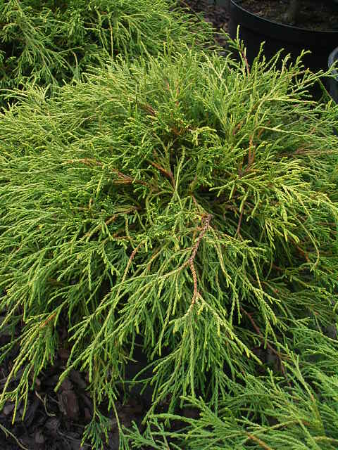 Photos Chamaecyparis pisifera - 