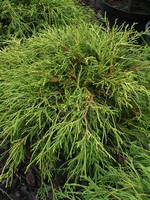 Fotos Chamaecyparis pisifera