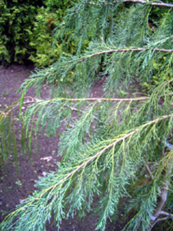Photos Chamaecyparis pisifera - 