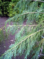 Photos Chamaecyparis pisifera