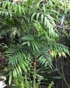Chamaedorea elegans
