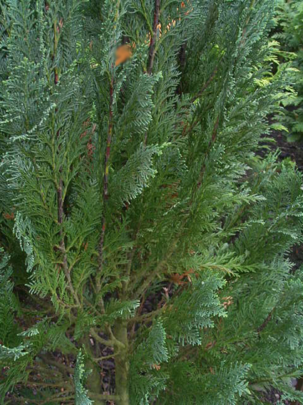 Photos Chamaecyparis lawsoniana - 