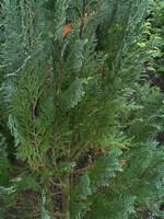 Photos Chamaecyparis lawsoniana