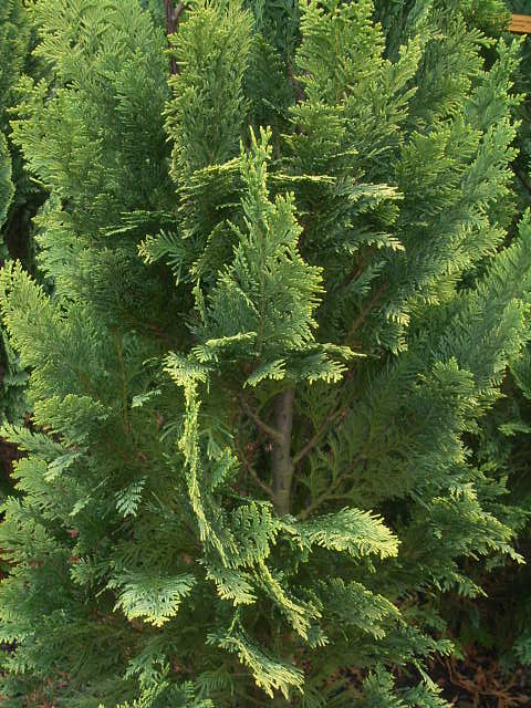 Photos Chamaecyparis lawsoniana - Port Orford cedar