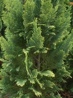 Photos Chamaecyparis lawsoniana