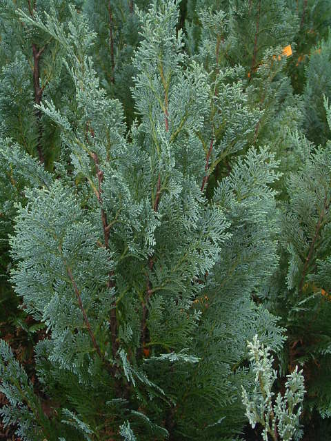 Photos Chamaecyparis lawsoniana - Port Orford cedar