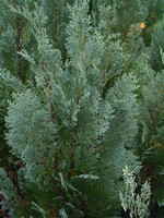 Photos Chamaecyparis lawsoniana