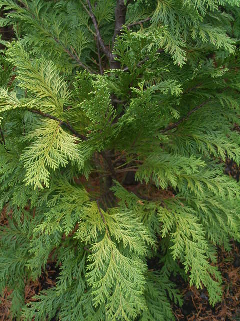 Photos Chamaecyparis lawsoniana - Port Orford cedar