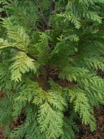 Photos Chamaecyparis lawsoniana