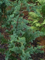 Photos Chamaecyparis lawsoniana